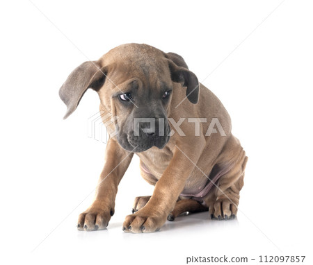 puppy cane corso 112097857