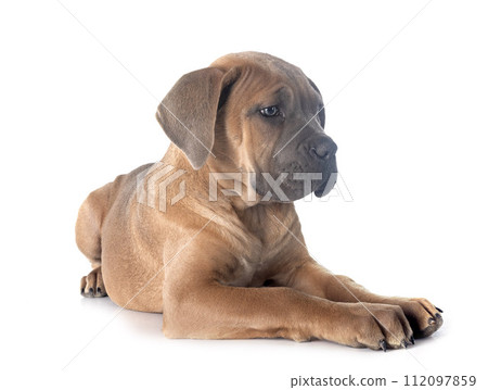 puppy cane corso puppy cane corso 112097859