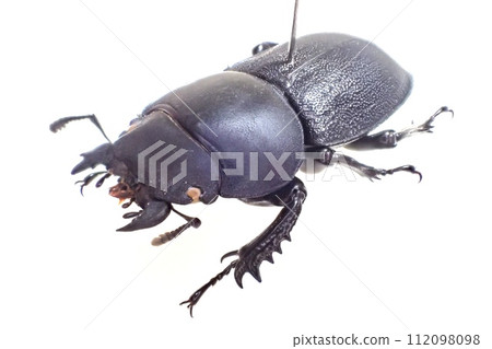 Apterodorcus Bacchus female Apterodorcus Bacchus female 112098098