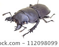 Apterodorcus Bacchus male 112098099