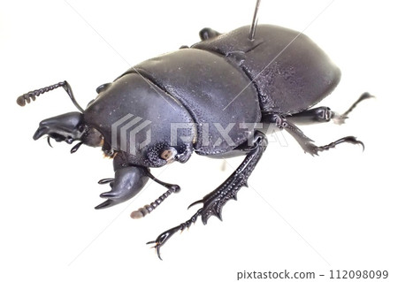 Apterodorcus Bacchus male 112098099