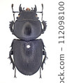 Apterodorcus Bacchus female 112098100