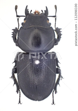 Apterodorcus Bacchus female 112098100