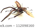 Chiasognathus grantii 112098160