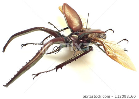 Chiasognathus grantii Chiasognathus grantii 112098160