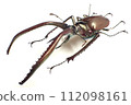 Chiasognathus grantii 112098161