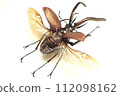 Chiasognathus grantii 112098162