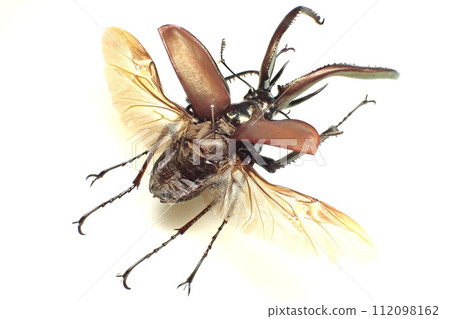 Chiasognathus grantii 112098162
