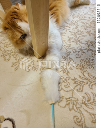 蘇格蘭折耳貓玩貓玩具 蘇格蘭折耳貓玩貓玩具 112098346