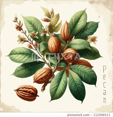Watercolor pecan vintage retro poster design. Vector pecan illustration, fruits theme. 112098521