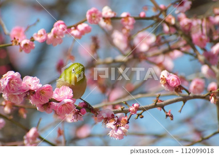 Plum blossom and white-eye Plum blossom and white-eye 112099018