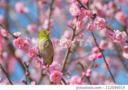 Plum blossom and white-eye Plum blossom and white-eye 112099019