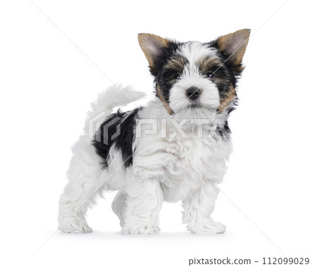 Biewer terrier pup on white background 112099029