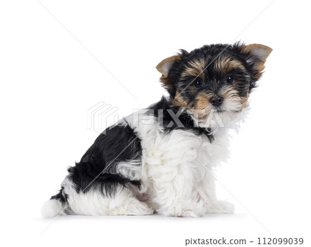 Biewer terrier pup on white background 112099039
