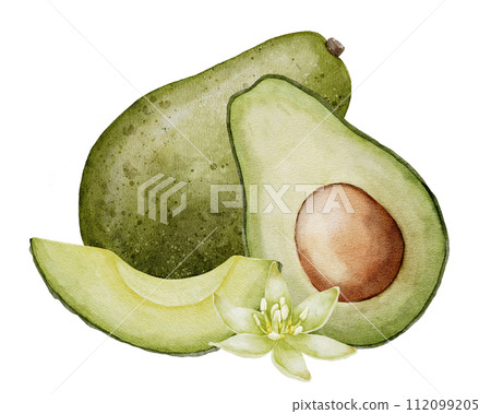 Avocado with flower Watercolor illustration. Botanical drawing of Fruit. Vegetable sketch painting. Vegan organic ecological Food. Hand drawn clipart on isolated background. For print and logo design. Avocado with flower Watercolor illustration. Botanical drawing of Fruit. Vegetable sketch painting. Vegan organic ecological Food. Hand drawn clipart on isolated background. For print and logo design. 112099205
