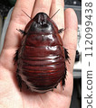 Macropanesthia rhinoceros 112099438