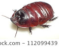 Macropanesthia rhinoceros 112099439