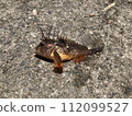 Paracentropogon rubripinnis 112099527