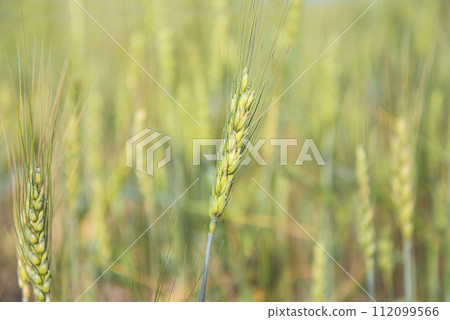 Close up for young wheat ears on sunny day Close up for young wheat ears on sunny day 112099566