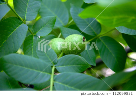 Green walnuts growing on a tree branch.. Green walnuts growing on a tree branch.. 112099851
