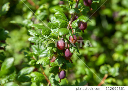Ripe gooseberries in the garden on the bush. . Ripe gooseberries in the garden on the bush. . 112099861
