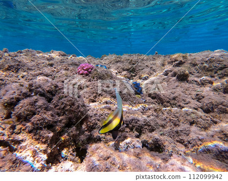 Red Sea bannerfish (Heniochus intermedius) at coral reef.. Red Sea bannerfish (Heniochus intermedius) at coral reef.. 112099942