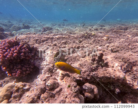 Hipposcarus longiceps or Longnose Parrotfish (Hipposcarus Harid) at coral reef.. Hipposcarus longiceps or Longnose Parrotfish (Hipposcarus Harid) at coral reef.. 112099943