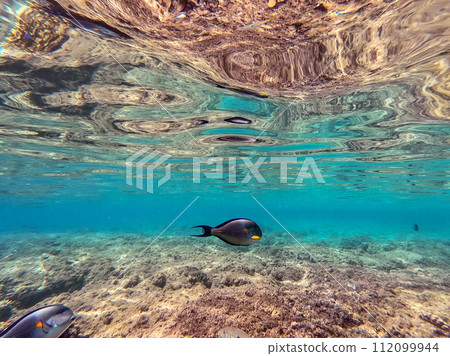 Surgeon fish or sohal tang fish (Acanthurus sohal) at the Red Sea coral reef.. Surgeon fish or sohal tang fish (Acanthurus sohal) at the Red Sea coral reef.. 112099944