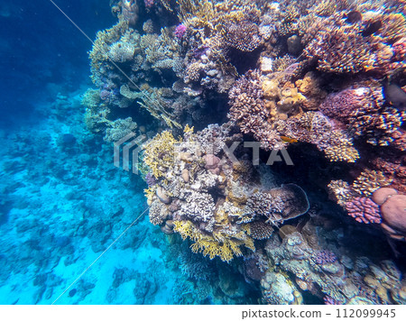 Underwater life of reef with corals and tropical fish. Coral Reef at the Red Sea, Egypt. Underwater life of reef with corals and tropical fish. Coral Reef at the Red Sea, Egypt. 112099945
