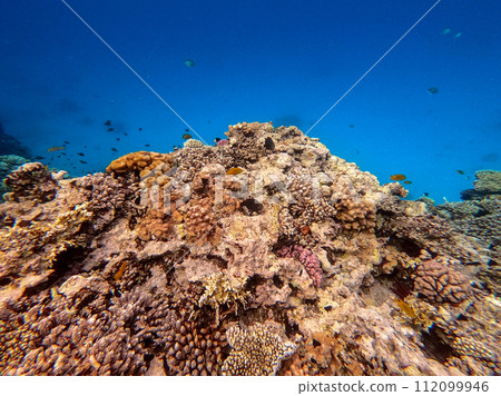 Underwater life of reef with corals and tropical fish. Coral Reef at the Red Sea, Egypt. 112099946