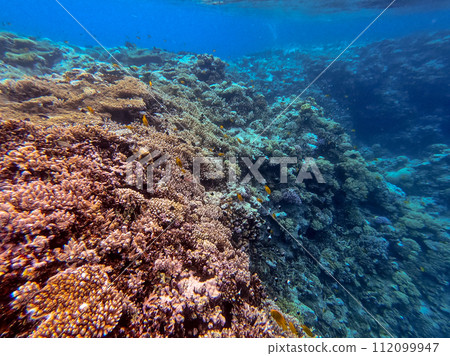 Underwater life of reef with corals and tropical fish. Coral Reef at the Red Sea, Egypt. 112099947