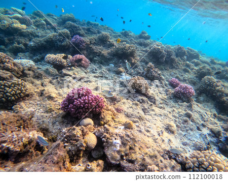 Rhinecanthus assasi fish or Picasso trigger fish on his coral reef in the Red Sea, Egypt. 112100018