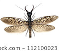 Acanthacorydalis fruhstorferi 112100023