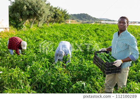 African american man stacking boxes of freshly bell peppers in farmer field African american man stacking boxes of freshly bell peppers in farmer field 112100289