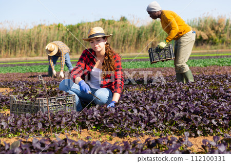 Woman farmer picking red komatsuna leaf greens 112100331