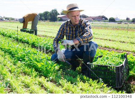Male gardener harvesting arugula at the farm field Male gardener harvesting arugula at the farm field 112100348