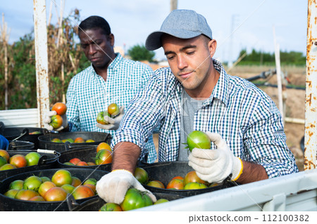Agricultural worker loading buckets of picked tomatoes into truck Agricultural worker loading buckets of picked tomatoes into truck 112100382