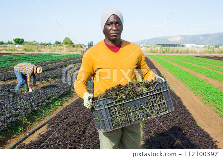 Portrait of positive farmer man holding crate full of red arugula in farm field 112100397