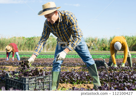 Male farmer picking red komatsuna leaf greens Male farmer picking red komatsuna leaf greens 112100427