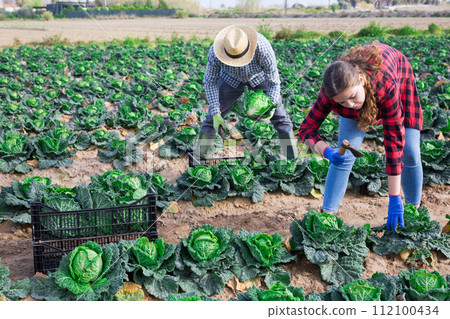 Female farmer puts cabbage in plastic box for sale in market 112100434