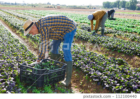 Farmer harvesting red spinach on plantation 112100440