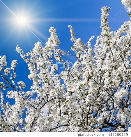 Cherry blossoms and sun on blue sky. Cherry blossoms and sun on blue sky. 112100559