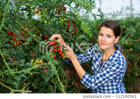 Female grower harvesting red grape tomatoes in greenhouse 112100561