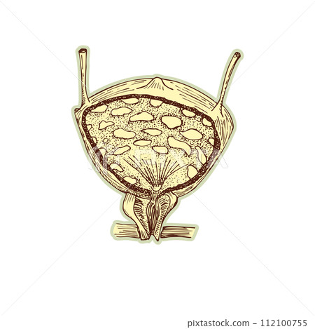 Sticker of human thyroid. Vintage anatomy engraving sketch organ isolated on white background. Good idea for design retro medicine poster in hand drawn style. Anatomical body part vector illustration 112100755