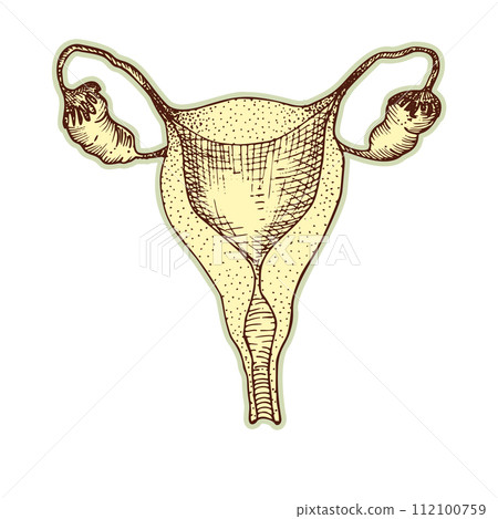Sticker of uterus heart. Vintage anatomy engraving sketch organ isolated on white background. Good idea for design retro medicine poster in hand drawn style. Anatomical body part vector illustration Sticker of uterus heart. Vintage anatomy engraving sketch organ isolated on white background. Good idea for design retro medicine poster in hand drawn style. Anatomical body part vector illustration 112100759