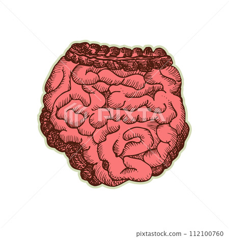Sticker of human intestines. Vintage anatomy engraving sketch organ isolated on white background. Good idea design retro medicine poster in hand drawn style. Anatomical body part vector illustration Sticker of human intestines. Vintage anatomy engraving sketch organ isolated on white background. Good idea design retro medicine poster in hand drawn style. Anatomical body part vector illustration 112100760