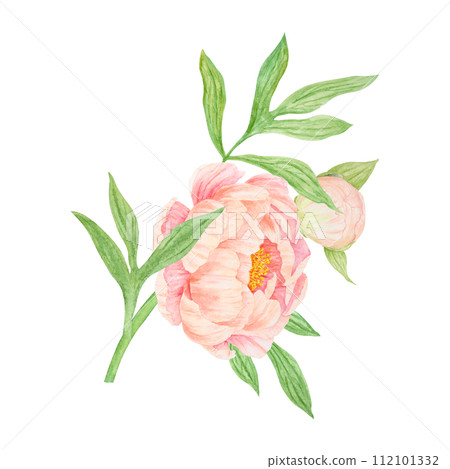 Peach peony bouquet watercolor hand drawn painting. Chinese national symbol illustration. Realistic flower clipart, floral arrangement for card design, wedding invitation, prints, textile, packing Peach peony bouquet watercolor hand drawn painting. Chinese national symbol illustration. Realistic flower clipart, floral arrangement for card design, wedding invitation, prints, textile, packing 112101332