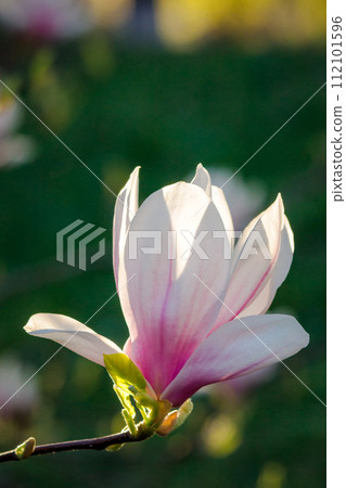closeup of pink bud of blossoming magnolia tree in evening light. beautiful nature background closeup of pink bud of blossoming magnolia tree in evening light. beautiful nature background 112101596
