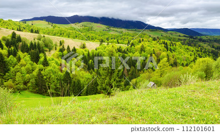 carpathian countryside scenery in spring. alpine landscape with grassy meadows and forested hills on an overcast day. mountainous rural area of transcarpathia, ukraine carpathian countryside scenery in spring. alpine landscape with grassy meadows and forested hills on an overcast day. mountainous rural area of transcarpathia, ukraine 112101601