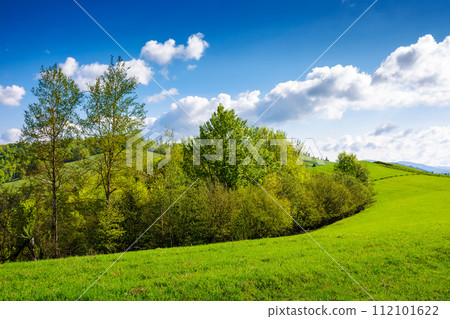 landscape of transcarpathia in spring. scenery with trees on the grassy hill. cozy green environment. sunny day beneath a sky with clouds 112101622
